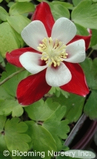 Aquilegia 'Music Mix'                             